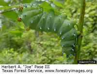Cecropia Moth