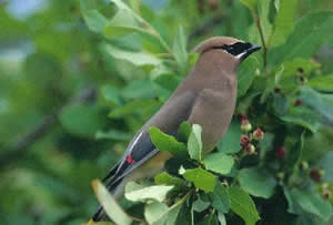 Cedar Waxwing