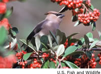 Cedar Waxwing