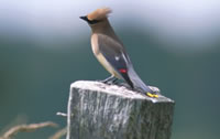 Cedar Waxwing