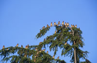 Cedar Waxwing