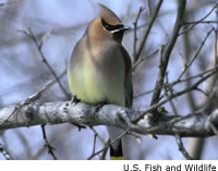Cedar Waxwing