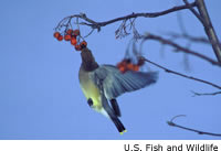 Cedar Waxwing