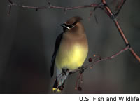 Cedar Waxwing