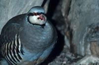 Chukar