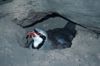 Chukar