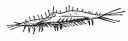 Ciliate