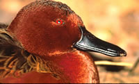Cinnamon Teal