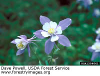 Colorado Blue Columbine