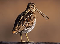 Common Snipe