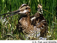 Common Snipe