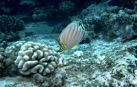 Coral Reef