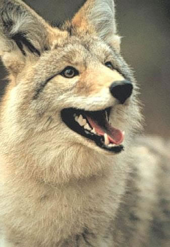 Noble Coyote