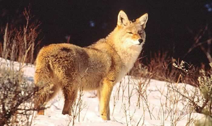 Find out more about coyotes from NatureWorks. Permalink 7:50 PM