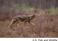 Coyote