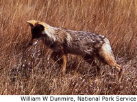 Coyote