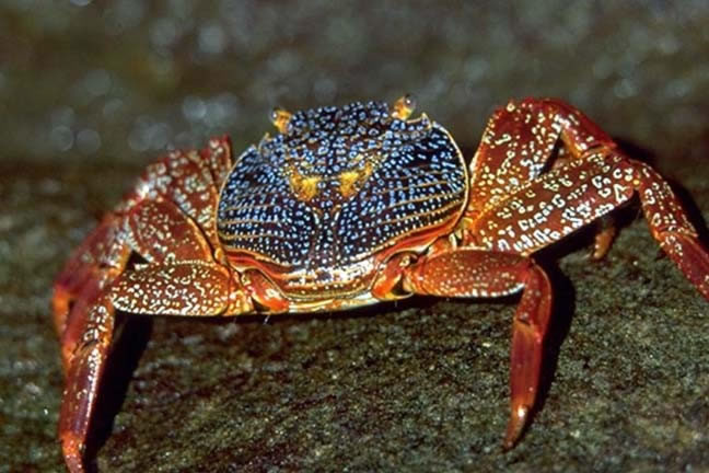 IMAGE(http://www.nhptv.org/natureworks/graphics/crab.jpg)