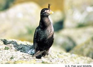 Crested Auklet