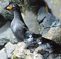crested auklet
