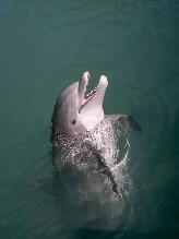 Dolphin