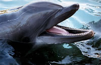 Dolphin