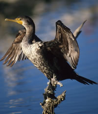 Double-crested Cormorant