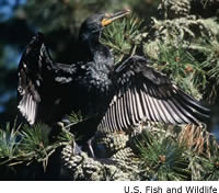 Double-breasted Cormorant