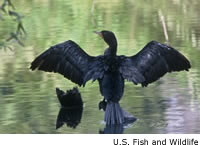 Double-crested Cormorant