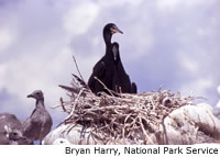 Double-crested Cormorant