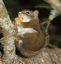 Douglas Squirrel