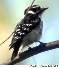 Downy Woodpecker