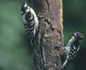 Downy Woodpecker