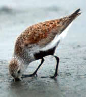 Dunlin