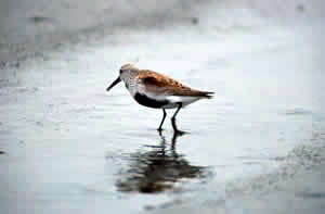 Dunlin