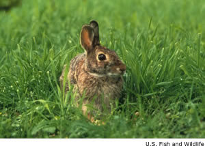 Eastern Cottontail Range