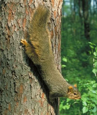 Eastern Fox Squirrel