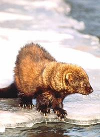 Fisher
