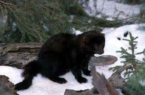 Fisher