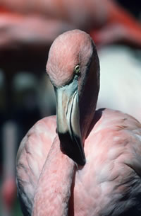 Flamingo
