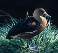 Fulvous Whistling-Duck