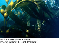 Giant Kelp