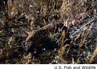 Gila Monster