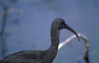 Glossy Ibis