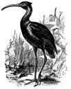 Glossy Ibis