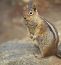 Golden-mantled Ground Squirrel