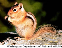 Golden-mantled Ground Squirrel