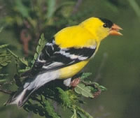 Male Goldfinch