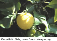 Grapefruit