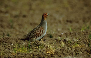 Gray Partridge
