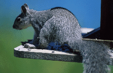Gray Squirrel